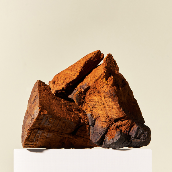 Chaga Mushroom